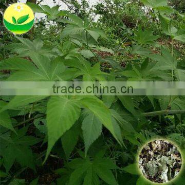 Health Tea Sweet Tea Extract Rubusoside Sweet Tea Leaf photo-2