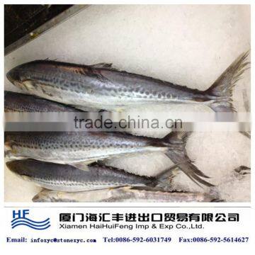 frozen Spanish mackerel