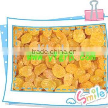 sell raisins,(sultanas) golden raisins --hot offer