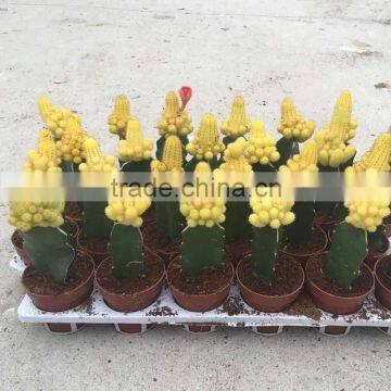 mini colorful natual cactus plant