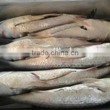 frozen grey mullet Fish Roe off fresh mugil cephalus