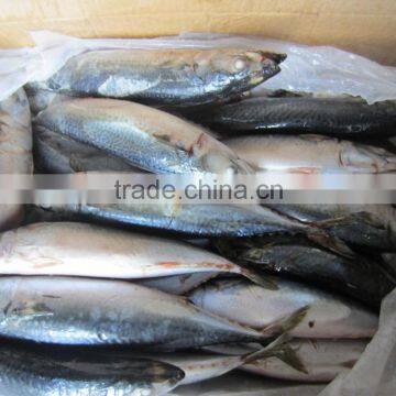 Frozen Mackerel on Board with Best Quality