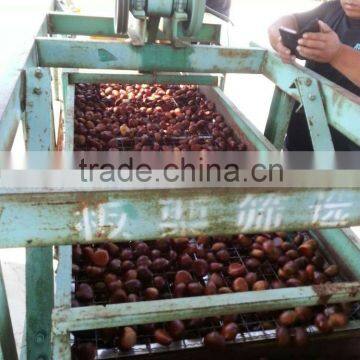 2015 growth edible Chinese chestnuts for sale