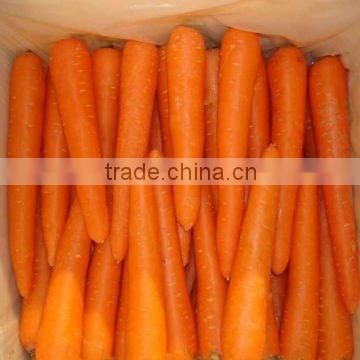 Chinese jumbo Carrot Fresh supplier