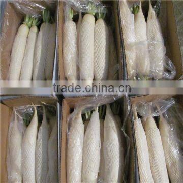 Fresh Raddish photo-3