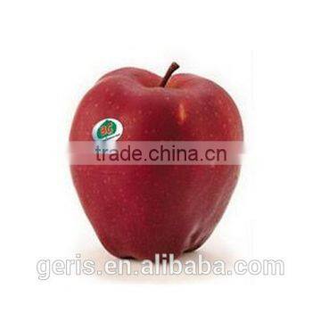 Fresh China red delicious apple