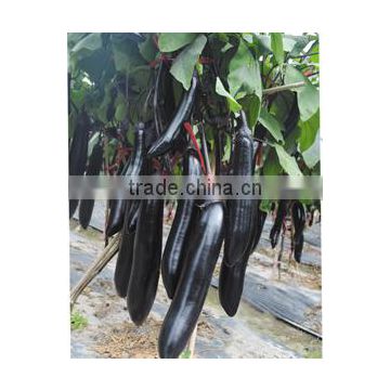 Hybrid eggplant seeds chinese vegetable seeds for planting-Talent No.5