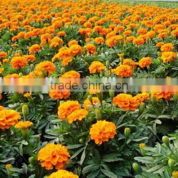 French Marigold flower seeds for growing