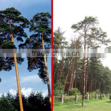 The outdoor decoration plant outdoor plants Changpai Scotch Pine seedling