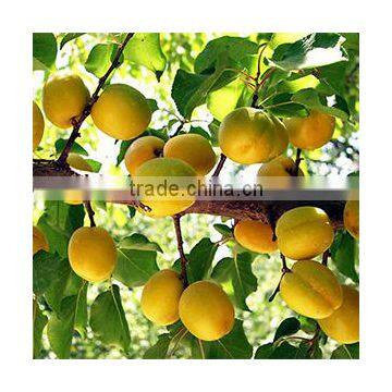 Fruit Tree Seedling