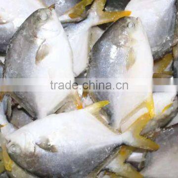 Best Price Frozen Chinese Pomfret pompano size 300/400 400/600 600/800