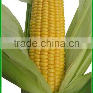 CO01 Honey medium maturity super-sweet yellow hybrid corn seeds for planting