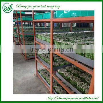Indoor Straight Lucky Bamboo Plants Sale photo-2
