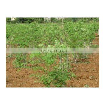 Santan International