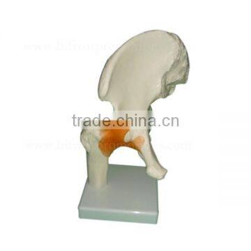 Vivid Human Body Anatomy Pelvic Bone Model photo-2