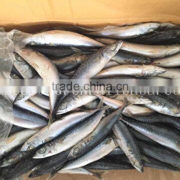 Frozen W/R Pacific/Atlantic Mackerel