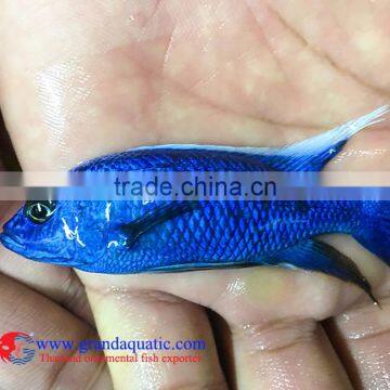 Quality Malawi Cichid Fish Export Company for Company Importer photo-4