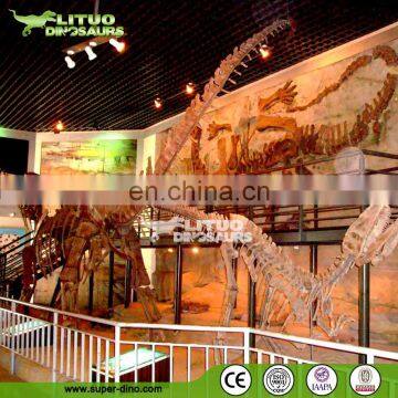 Museum Standard Professional Dinosaur Skeleton