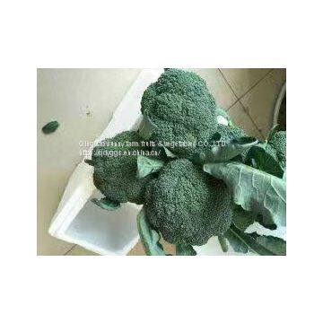 Fresh Broccoli photo-2