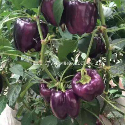 Purple Hybrid Blocky Sweet Pepper Seeds photo-4