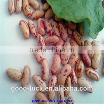 2015 crop long shape light speckled kidney beans