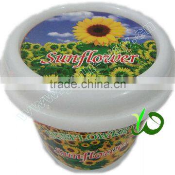 Canned plant.Mini flower.Sunflower