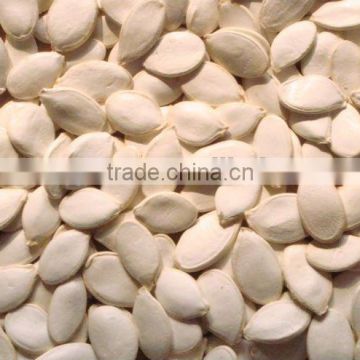 new crop chinese snow white pumpkin seeds 11cm