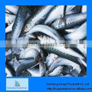 Supply fresh seafood sardine fish