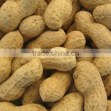 raw peanut in shell washed