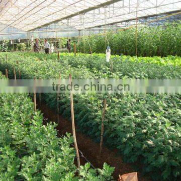 Greenhouse Film photo-4