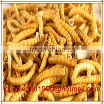 Mealworms as Food/mealworms in my House/mealworms in my House