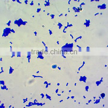 rescarching lab microbiology prepared slides for microscopes