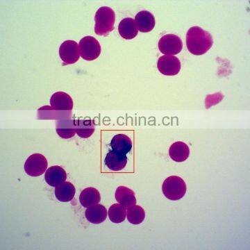 Embryo of Chicken Prepared Slides,embryo Slides photo-4