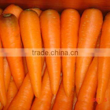 fresh Carrot