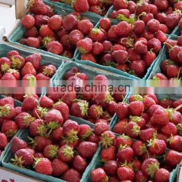 Grade A Fresh Strawberries, Raspberries, Elderberries, Cranberries, Blueberries, Blackberries, Blackcurrant, Redcurrant