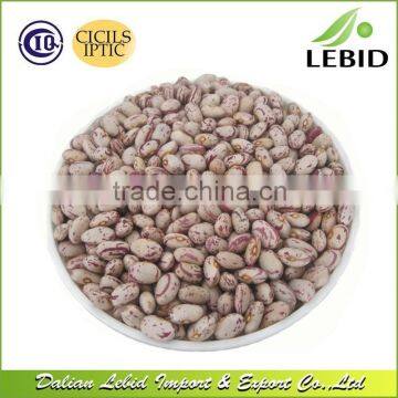 New Crop chinese light speckled kidney beans oval shape