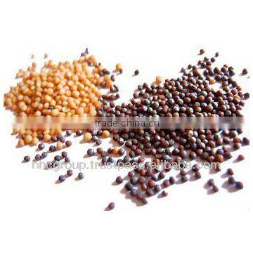 Mustard Seed