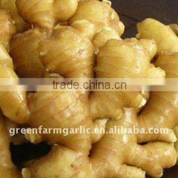 Chinese Greenfarm Fresh Ginger