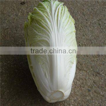 prices of white cabbage