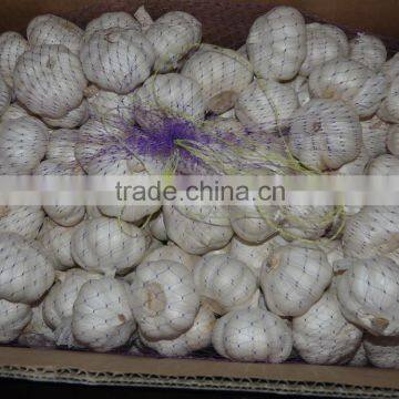 China cheap garlic/naturel ali/fresh garlic/natural garlic for wholesale