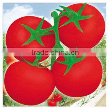 Hybrid F1 Heat and Moisture Torelant Red High Yield Tomato Seeds For Sale- Lucky Baby