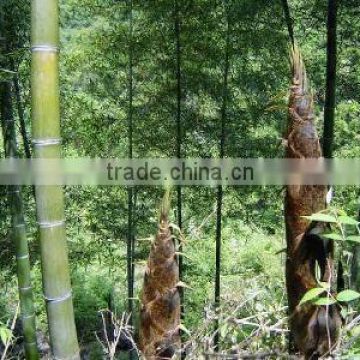 Chinese Best High Purity Bamboo seeds For Growing