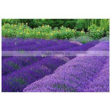 Best natural air freshener-Dried lavandula,lavander flower,lavanda flower