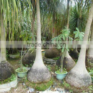Beaucarnea Recurvata Lem Nolina Recurvata of Outdoor Landscape Ornamental Decorative Trees Plants