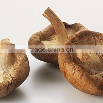 100% Natural Shiitake Mushroom Extract Powder