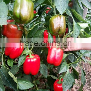 Red sweet pepper seeds