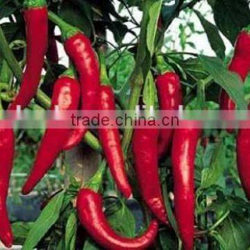 Chili Multiple Layer Continuous Type Mesh Belt Dryer photo-6