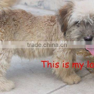 Folding 2-in-1 Pet Ramp & Stairs for Dogs Cats Pet Steps Ladder Animal Portable photo-2