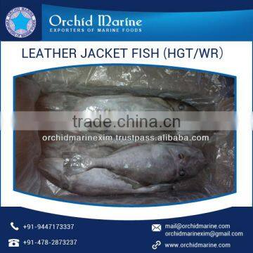 Protein Rich Long Shelf Life Distinct Flavor Fresh Leather Jacket Fish photo-3
