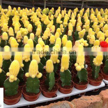 Cacti in 5.5cm pot in nursery